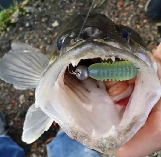 Pesi Per Pesca Bassi Pesi Di Tungsteno A Proiettile Per Pesca Bass - Maxcatch, Per Tecnica Flipping O Texas Rig Black Cat Pesca - Foto 4