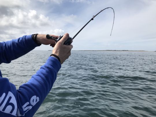 Epine d'un blank de canne à pêche