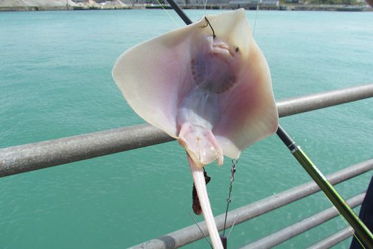 Une petite raie prise du bord de mer