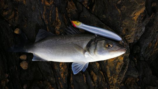 Esca In Gelatina Pesca 5,5 Cm - Morbida E Realistica Per Luccio, Spigola, Persico (10 Pezzi)