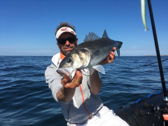 Bar pêché avec un leurre finesse