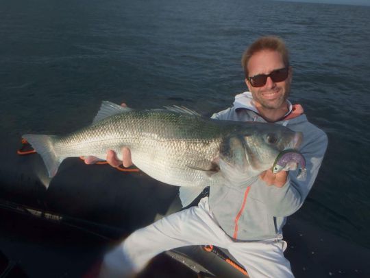 Même dans les zones profondes, les bars n'hésitent pas à suivre un leurre très haut dans la couche d'eau