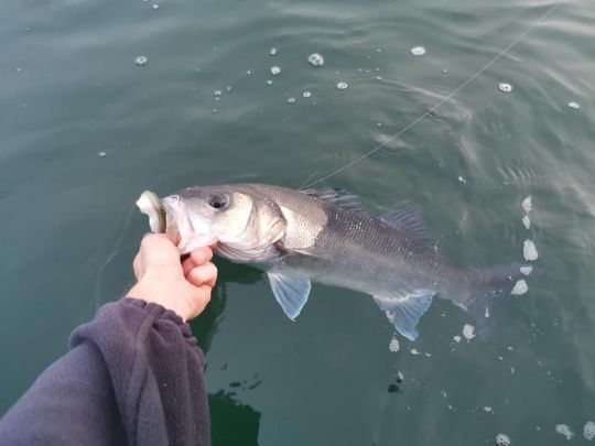 Pour ferrer, attendez de bien sentir le poids du bar au bout de votre ligne