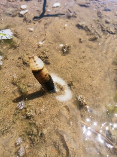 En mettant du sel sur le trou, le couteau sort de lui même 