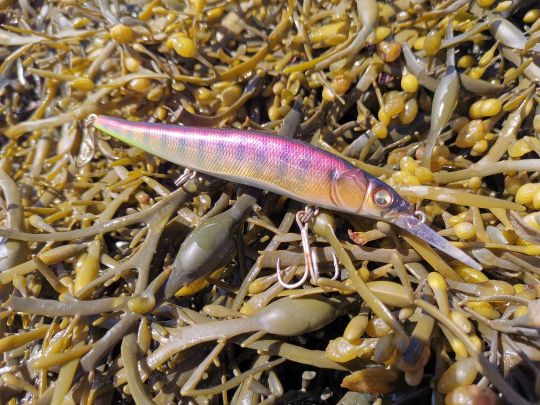 Le longbill minnow permet de chercher les bars plus en profondeur.