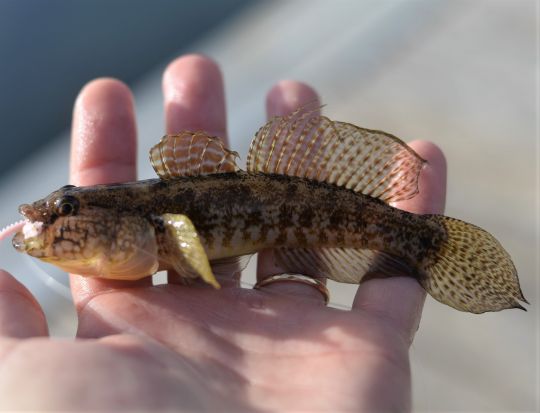 Le rockfishing, le light game à la française ! (gobie)