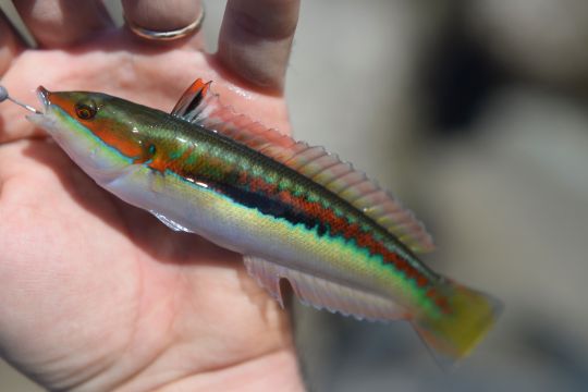 Girelle royale prise sur un leurre souple monté sur une micro-tête plombée.