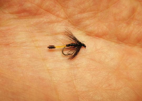 La célèbre black pennel, mouche noyée à l'efficacité incontestable