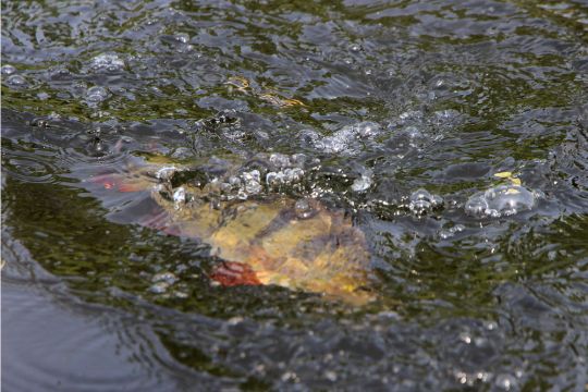 Combat en Light sur un joli poisson.