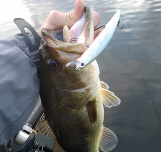 Autre joli poisson qui a succombé à l'OSP Rudra 130 SP coloris Super Wakasagi.