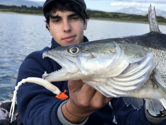Diversi usi delle esche Finess per la pesca al lucioperca Diversi usi delle esche Finess per la pesca al lucioperca