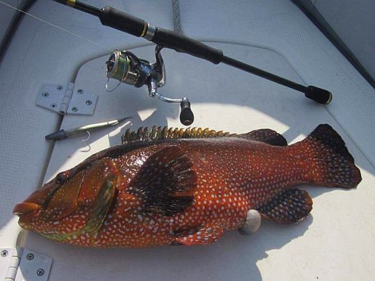 la vielle, poisson bien présent sur les côtes bretonnes, permet un apprentissage plus aisé.