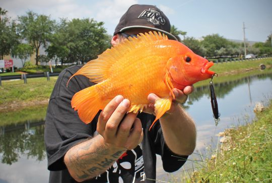 Midas Cichlid