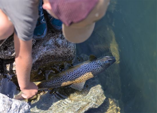 Release d'une grosse truite fario à la robe magnifique !