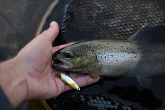 La cuillère ondulante, un leurre incontournable pour la pêche de la truite en lacs de barrage.