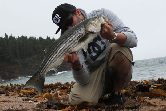 Bar rayé capturé en explorant le long d'une plage