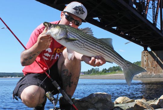 Bar rayé capturé à marée descendante