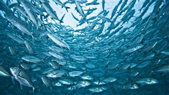 Proies ou prédateurs, si les poissons comme les autres animaux vivent en banc, c'est qu'ils y trouvent un intérêt.