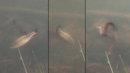 Parade du couple, la ponte est imminente.