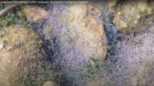 Larves de black-bass, leur réserve vitelline est tout juste résorbée (source : Youtube / The Nature of Fishing)