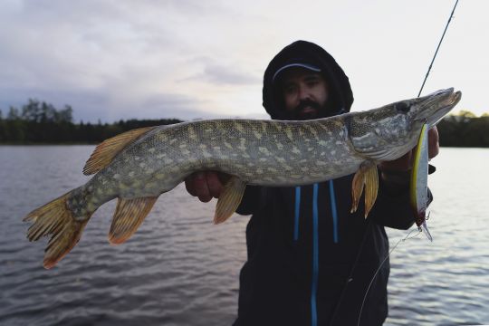 Brochet séduit par une présentation un peu plus en profondeur d'un jerkbait minnow type Medium Runner au cours de l'automne.