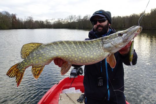 Sortir les Longbill minnow est une très bonne option en hiver !