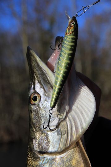 Ne pas négliger les jerkbait minnows à bavette courte lors des journées hivernales ensoleillées.