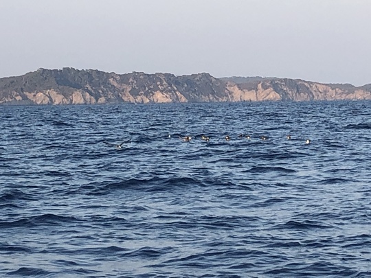 Groupe d'oiseau après une chasse de thons.