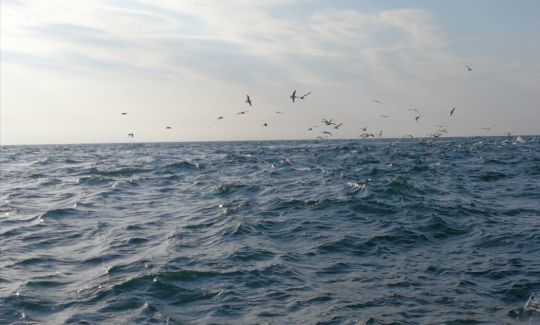 Soyez attentifs aux oiseaux, ils sont vos meilleurs alliés