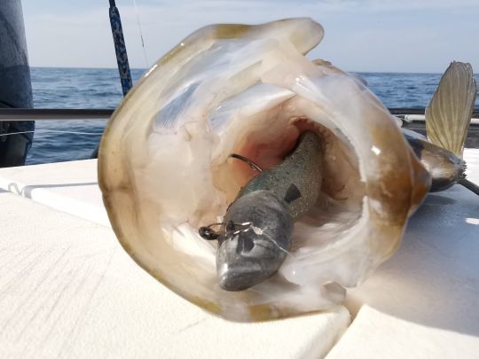 N'ayez pas peur de mettre de gros leurres, le st pierre ne fait pas dans la finesse ! 
