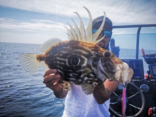 Le jig Hareng de Ragot est efficace, peut y importe l'espèce ciblée.