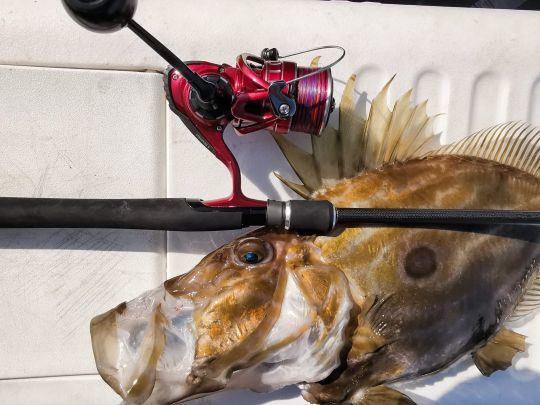 Un moulinet Daiwa BG en taille 6000 équipé de tresse Daiwa J-braid en Pe 1.5.