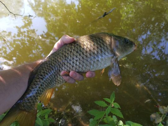 Sur une canne UL, un poisson d'1kg offre déjà des beaux combats !