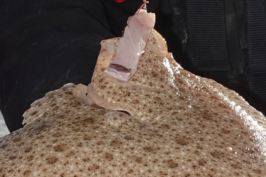 Cette lamelle de maquereau a bien fonctionné