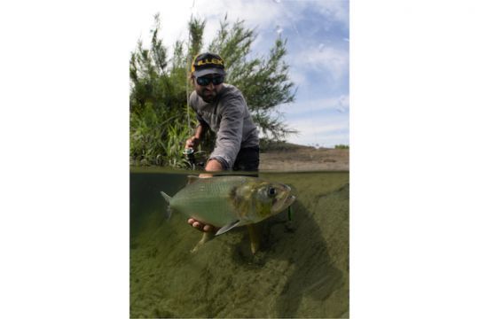 Une belle alose feinte en mi-air mi-eau - Morgan Calu