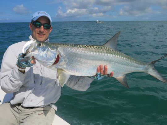 Tarpon cubain