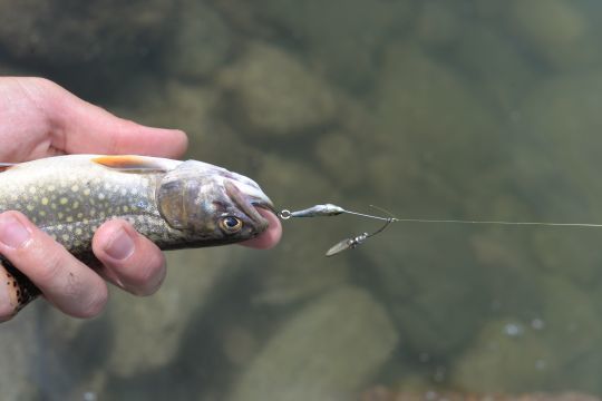 Les truites et les ombles sont très réceptifs au micro spinnerbait