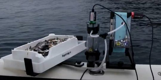 Combi distributeur et broyeur de sardines