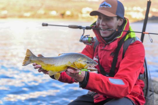 Une magnifique truite prise avec un shad : le Skeleton Delalande