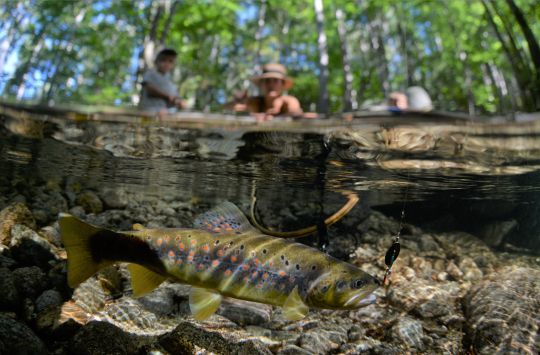 truite de ruisseau à la tournante