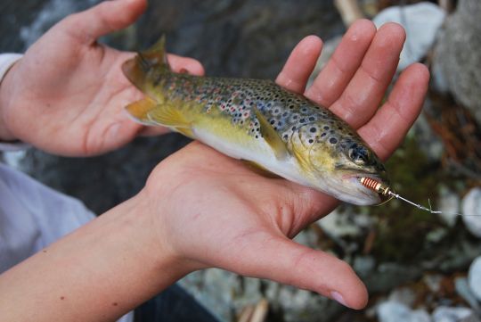 jolie truite prise avec du matériel adapté