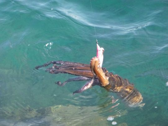 La pêche du poulpe est soumise à une réglementation spécifique