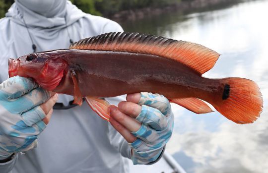 Mataguaro, rio Mataven, Colombie.