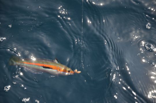 La girelle se jette sur les appâts