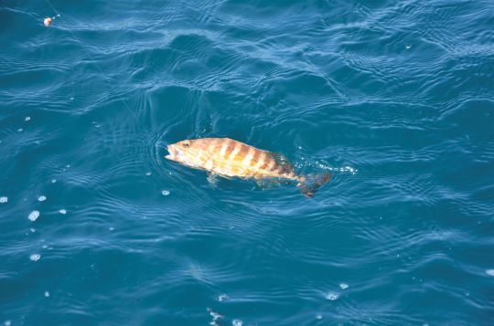 Le sarran, un poisson glouton