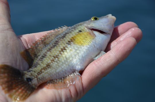 Les labridés, une grande famille