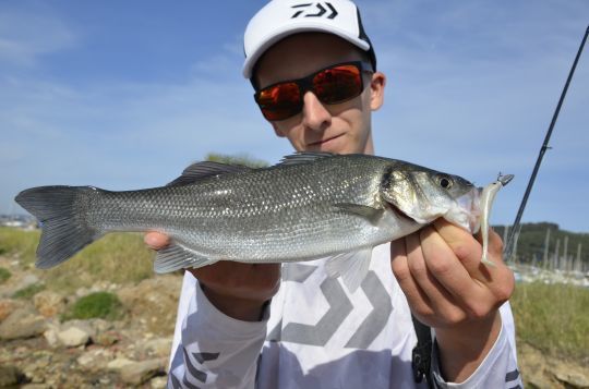 Un joli poisson à la sortie d'un port