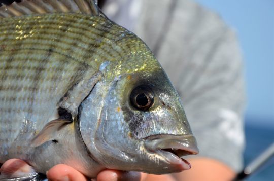 Pour la pêche des sparidés