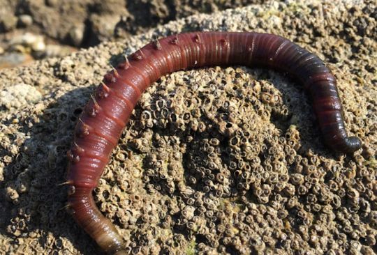 Ver arénicole ou ver de sable 