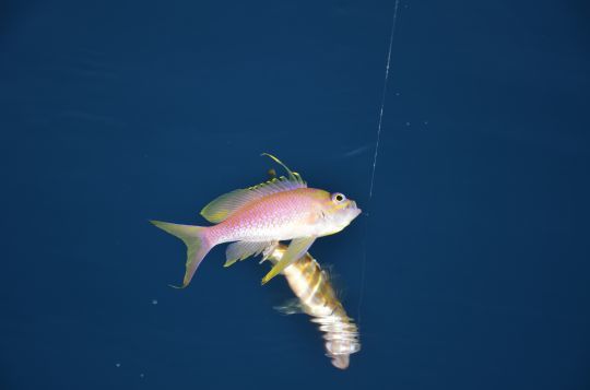 Véritable poisson d'aquarium